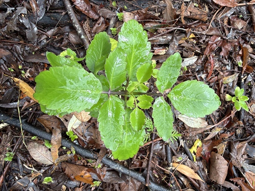 Kalanchoe pinnata observed 2026-10-23