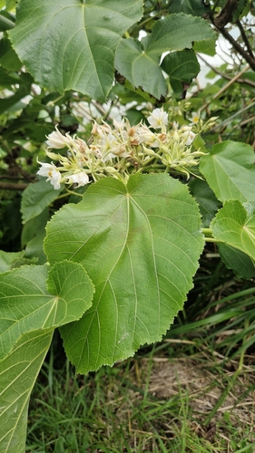 Entelea arborescens observed 2026-10-23