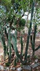 Stenocereus laevigatus
