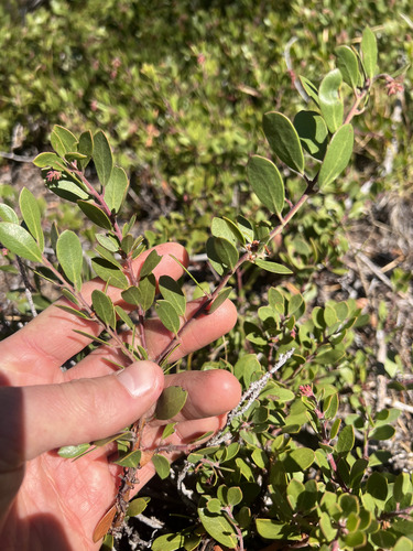Arctostaphylos nevadensis observed 2026-10-21
