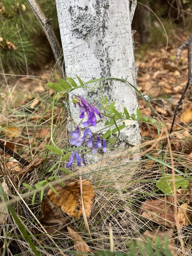 Vicia villosa observed 2026-10-14