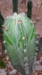 Stenocereus laevigatus