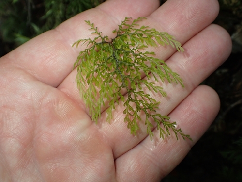 Hymenophyllum bivalve observed 2026-10-22