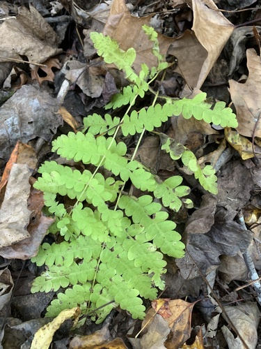 Claytosmunda claytoniana, 2026-10-22