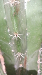 Stenocereus laevigatus
