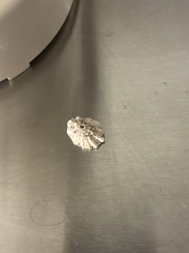 Fissurella barbadensis observed 2026-10-22