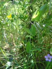 Lathyrus aphaca