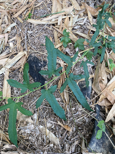 Morus indica observed 2026-10-23