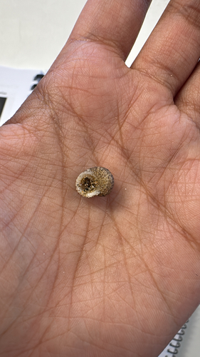 Herpetopoma observed 2026-10-23