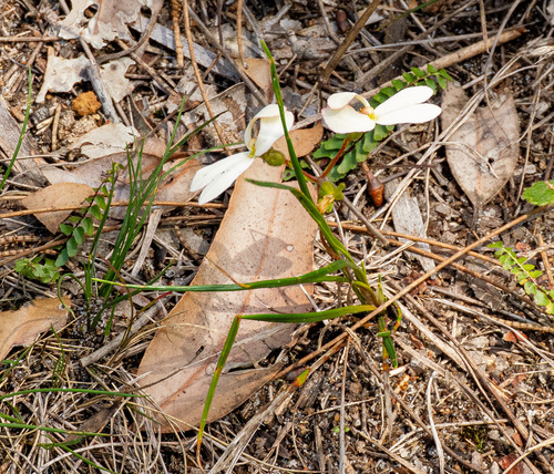 Lindsaea linearis (Lindsaea linearis)