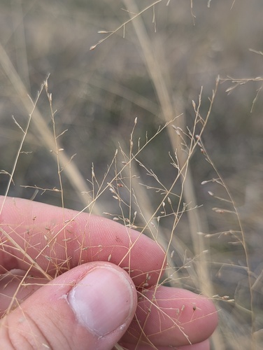 Sporobolus airoides
