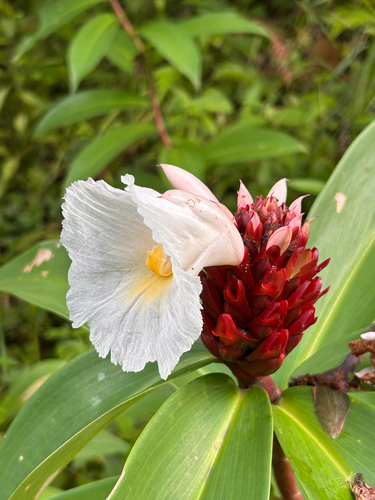 Hellenia speciosa observed 2026-10-22