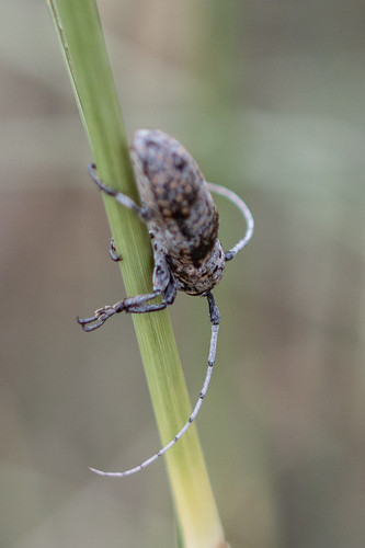 Mesquite Girdler