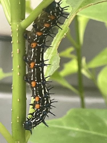Doleschallia bisaltide