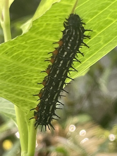 Doleschallia bisaltide