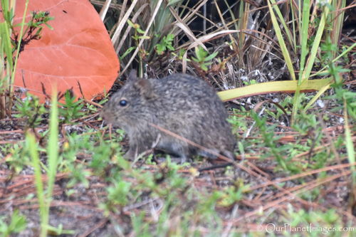 Hispid Cotton Rat