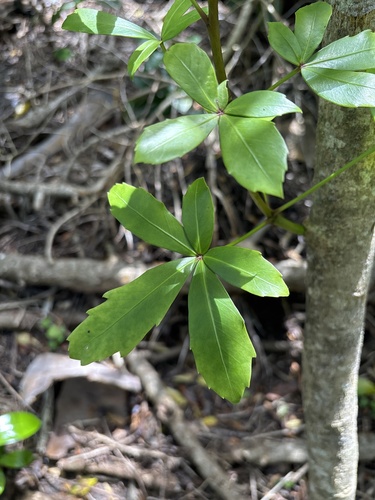 Pseudopanax lessonii observed 2026-10-23
