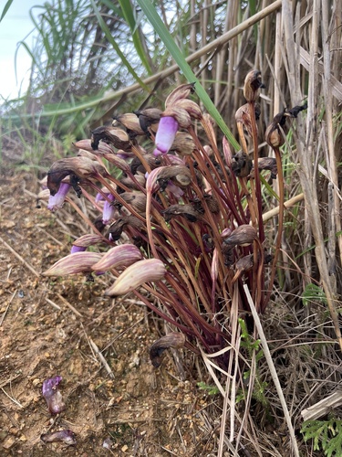 Aeginetia indica observed 2026-10-23