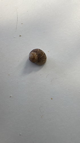 Herpetopoma observed 2026-10-23