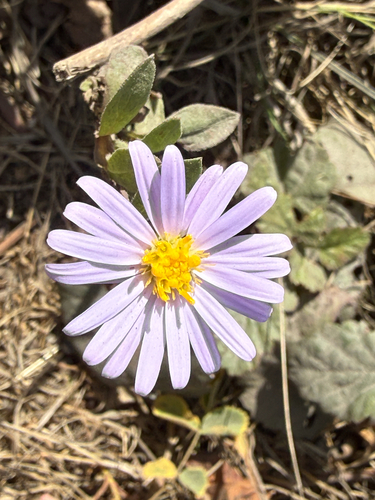 Symphyotrichum chilense observed 2026-10-20