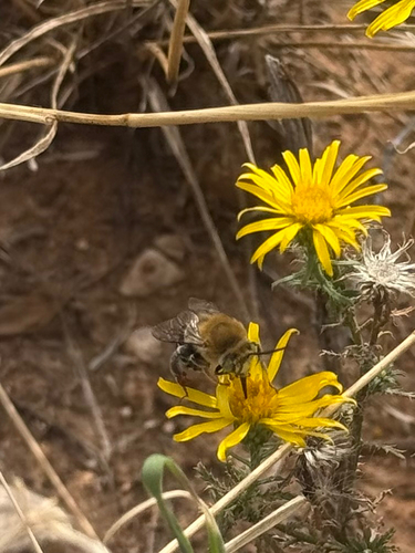 Common Digger Bees