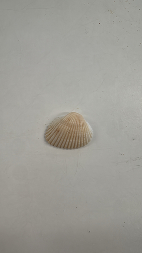 Anadara trapezia observed 2026-10-23