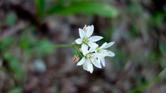 Allium massaessylum