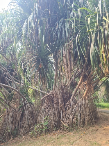 Pandanus tectorius observed 2026-10-23