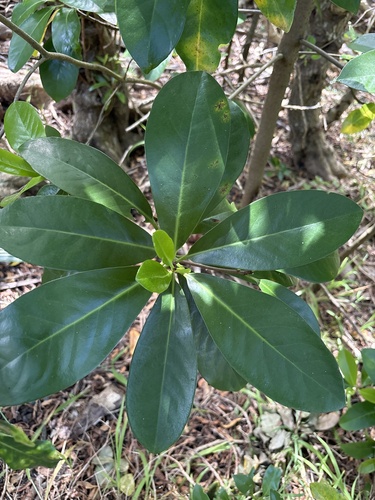 Corynocarpus laevigatus observed 2026-10-23
