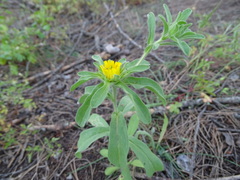 Asteriscus aquaticus