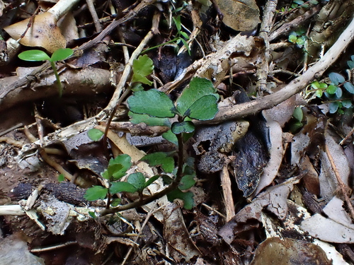 Myrsine divaricata observed 2026-10-23