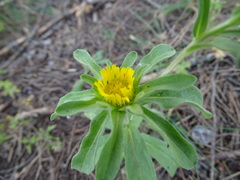 Asteriscus aquaticus