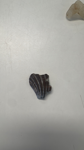 Pecten fumatus, 2026-10-23