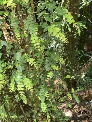 Metrosideros diffusa observed 2026-10-23