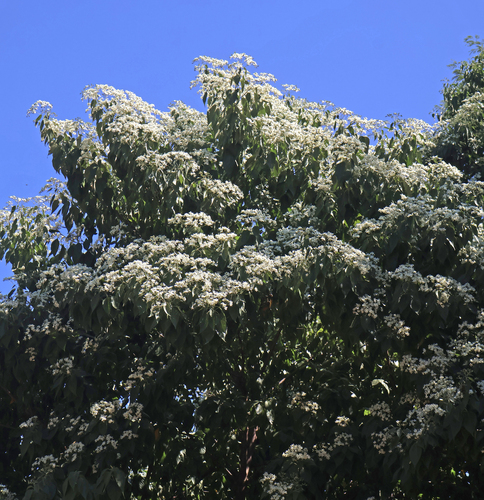 Cordia elaeagnoides, 2026-10-22