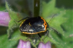 Cosmopepla conspicillaris