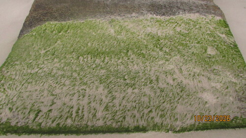 Ulva flexuosa observed 2026-10-22