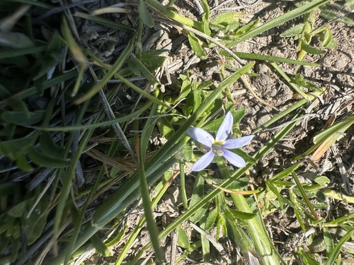 Lobelia pratioides, 2026-10-22
