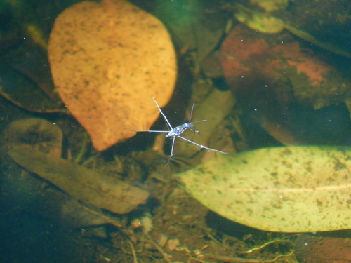 Limnogonus observed 2026-10-12