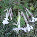 Italian Catchfly - Photo (c) Thomas Koffel, some rights reserved (CC BY), uploaded by Thomas Koffel