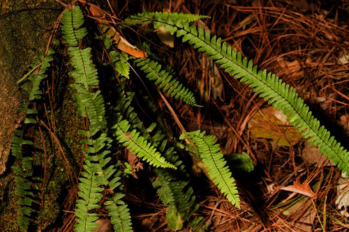 Asplenium monanthes observed 2026-10-18