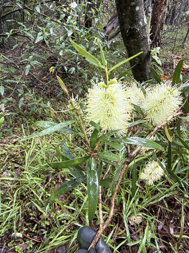 Callistemon salignus observed 2026-10-23