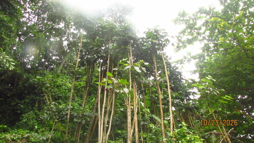 Polyscias guilfoylei observed 2026-10-22