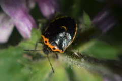 Cosmopepla conspicillaris