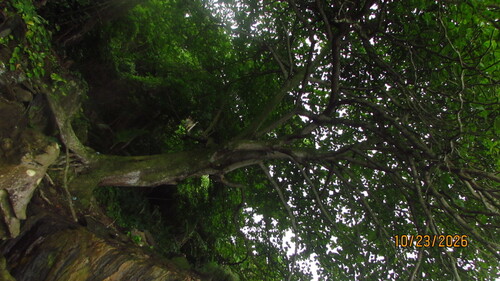Terminalia catappa observed 2026-10-22