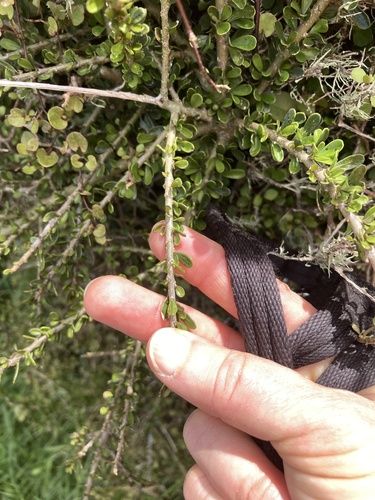 Melicytus crassifolius observed 2026-10-18