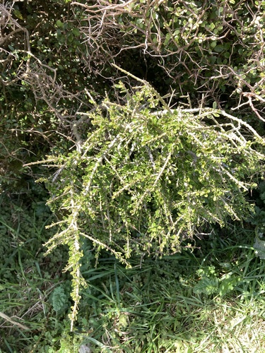 Melicytus crassifolius observed 2026-10-18