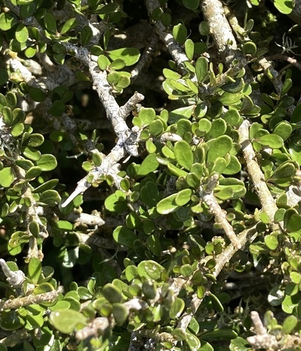 Melicytus crassifolius observed 2026-10-18