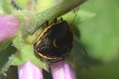 Cosmopepla conspicillaris