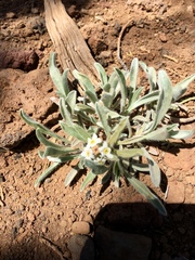Oreocarya suffruticosa setosa